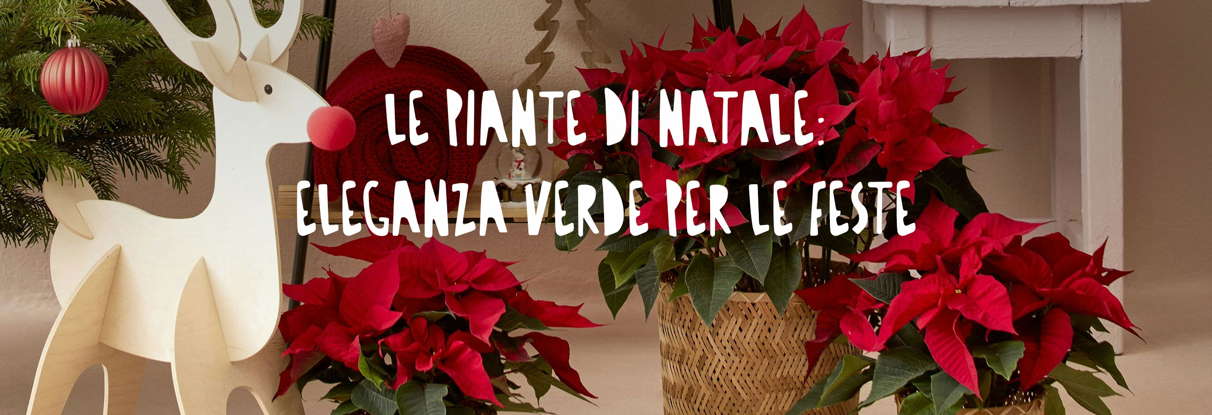 Ambiente natalizio in casa con piante, stelle di natale e decorazioni